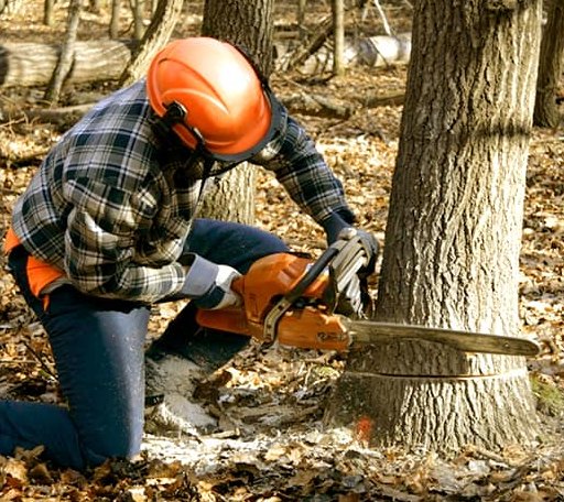 Tree Removal in Logansport, LA